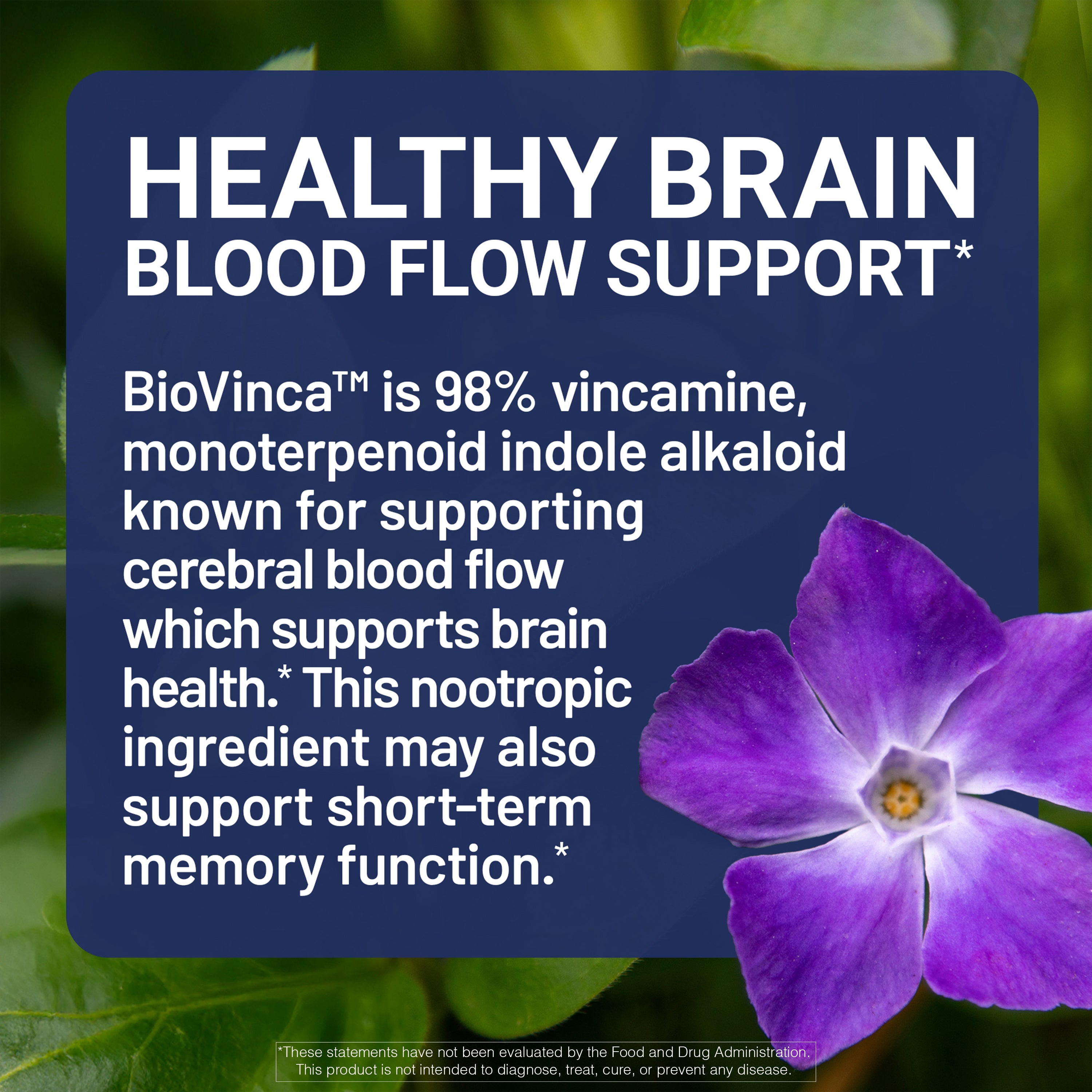 Ingredient information about BioVinca with text about healthy brain blood flow support and a purple flower.